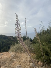Drimia numidica