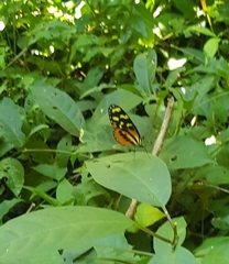 Mechanitis polymnia lycidice