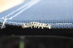 Lithophane patefacta