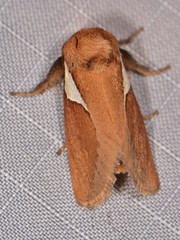 Prolimacodes trigona