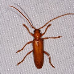 Atylostagma politum