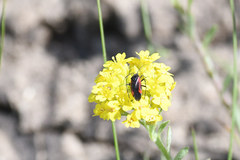 Dionconotus confluens