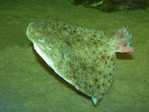 Representative image of Scophthalmus