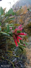 Macleania cordifolia