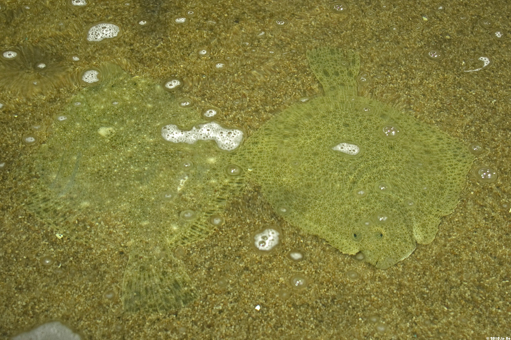 Turbot
