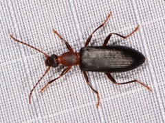 Statira pluripunctata