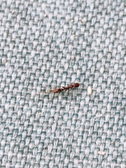 Pseudomyrmex oculatus
