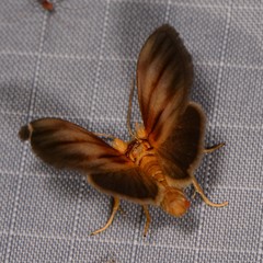 Eulithosia plesioglauca