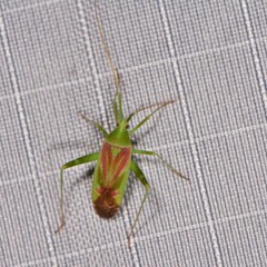 Phytocoris roseotinctus