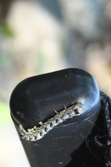 Lithophane patefacta