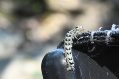 Lithophane patefacta