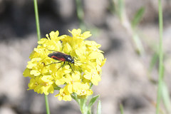 Dionconotus confluens