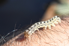 Lithophane patefacta