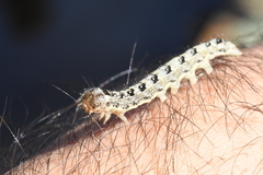 Lithophane patefacta