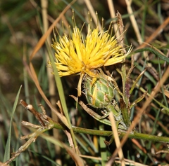 Centaurea rupestris