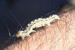 Lithophane patefacta