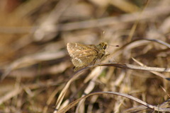 Hesperia metea