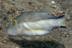 Macaronesian Sharpnose-Puffer photo 3