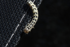 Lithophane patefacta