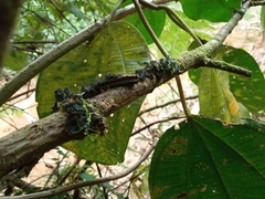 Neonectria ditissima