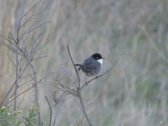 Curruca melanocephala
