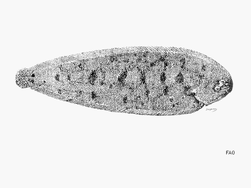 Soles (Genus Synaptura) · iNaturalist