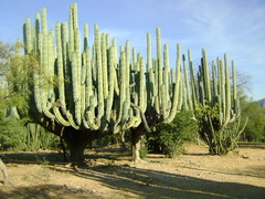 Pachycereus weberi