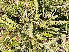 Taraxacum officinale