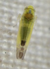 Lindbergina aurovittata