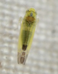 Lindbergina aurovittata