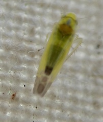 Lindbergina aurovittata
