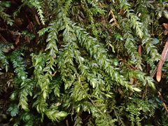Thamnobryum