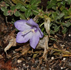 Campanula fragilis cavolinii