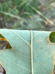Quercus × stelloides