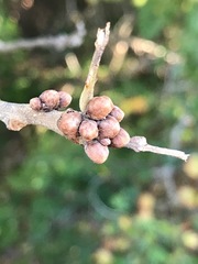 Quercus × stelloides