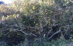 Quercus × stelloides