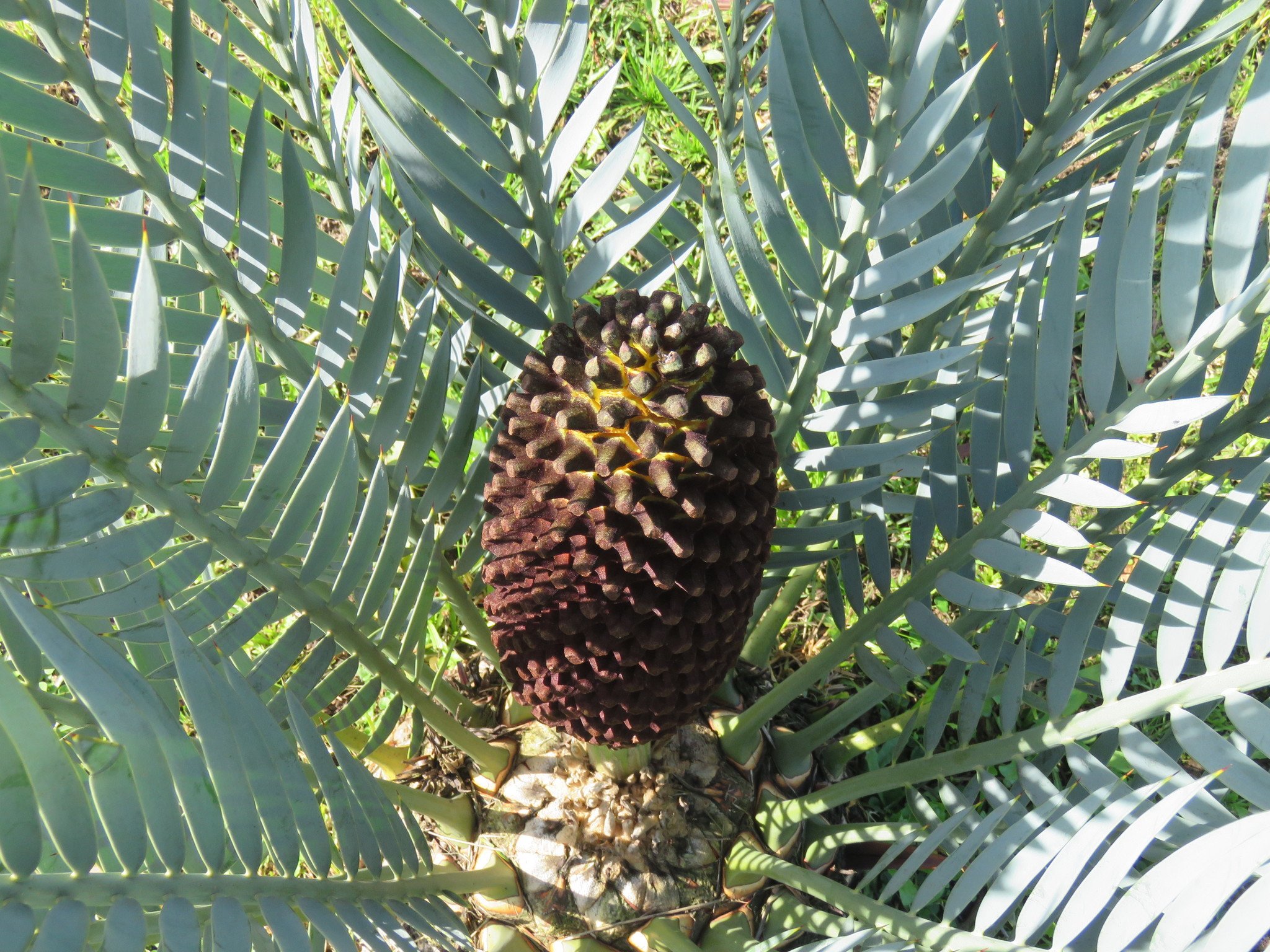 Encephalartos lehmannii