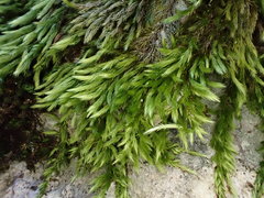 Homalothecium philippeanum