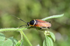 Pseudomops neglectus