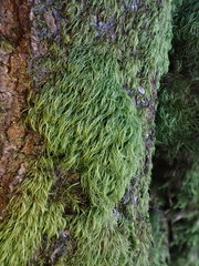 Paraleucobryum longifolium
