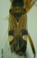 Beosus quadripunctatus