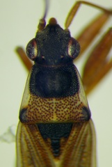 Beosus quadripunctatus
