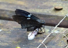Narcosius parisi parisi