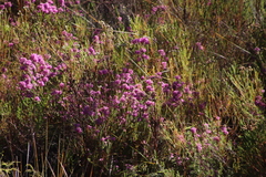 Erica amoena