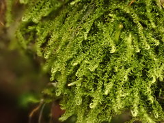 Microhypnum sauteri