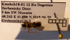 Beosus quadripunctatus