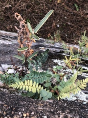 Pellaea atropurpurea