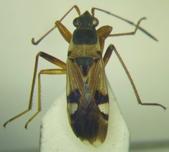 Beosus quadripunctatus