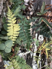 Pellaea atropurpurea