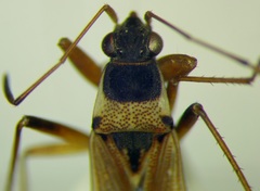 Beosus quadripunctatus